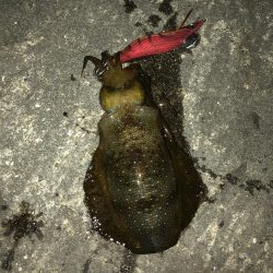 時合いは30分！