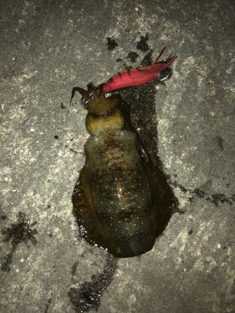 時合いは30分！