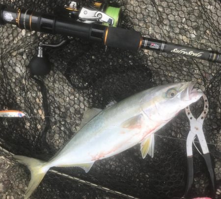 ハマチ・サゴシ