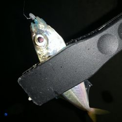 アーバンサイド豆アジング