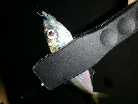 アーバンサイド豆アジング