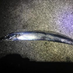 青物に代わり太刀魚が
