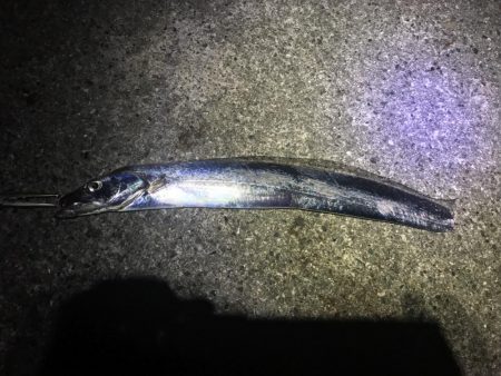 青物に代わり太刀魚が