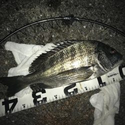 楽しい電気ウキ釣り3rd