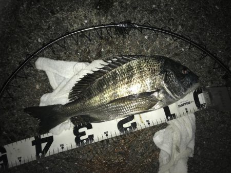 楽しい電気ウキ釣り3rd