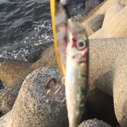 やっと今年初タチウオ