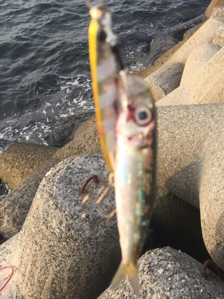 やっと今年初タチウオ