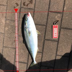 9月20日神戸ツバス大