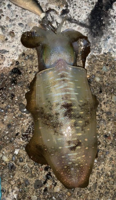 エッグアームでエギング