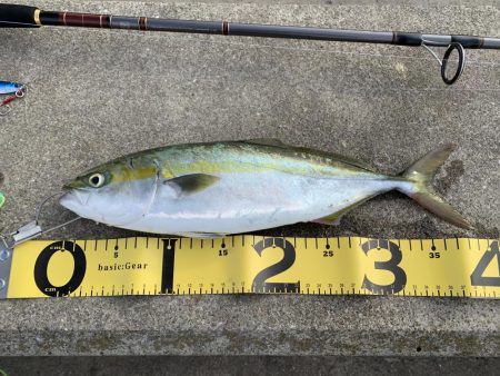 いつものハマちゃん