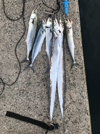 サゴシ、タチウオ爆釣！！！