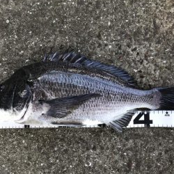 イチノ兄弟、釣果!