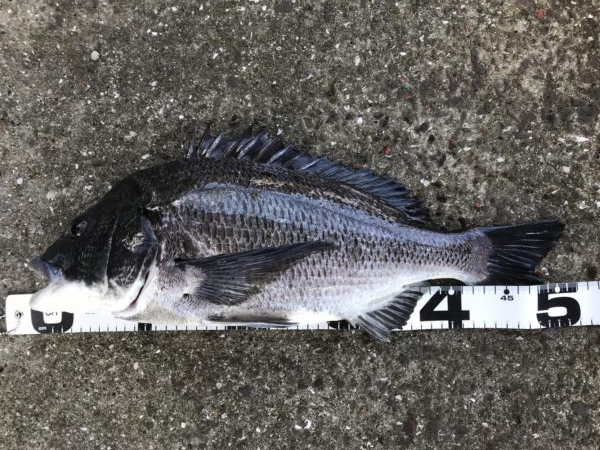 イチノ兄弟、釣果!