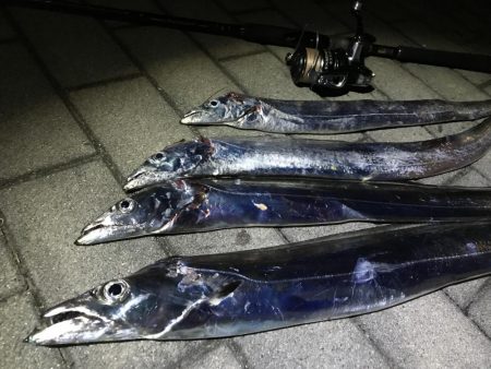 コスモスクエアタチウオ調査