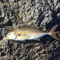 会社の仲間達とショアジギングにエギング