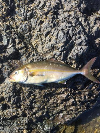 会社の仲間達とショアジギングにエギング