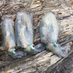 久しぶりのあおりいか