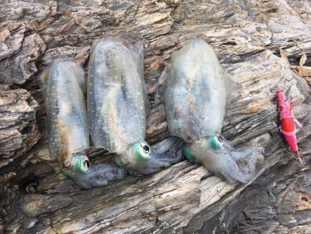 久しぶりのあおりいか