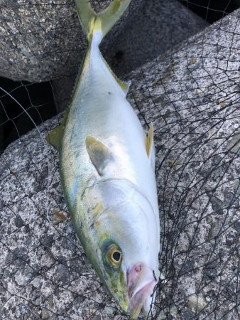 ツバス祭り継続中