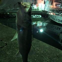 ノマセ フッコ タチウオ不発