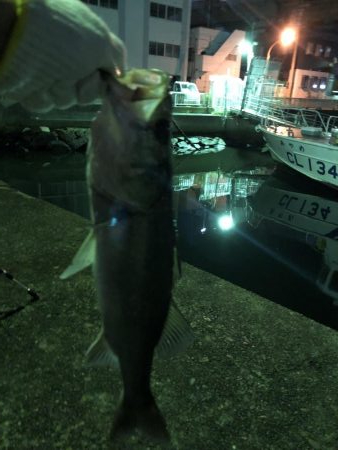 ノマセ フッコ タチウオ不発