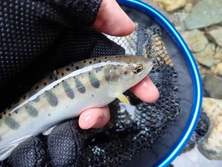 揖保川渓流釣り最終日