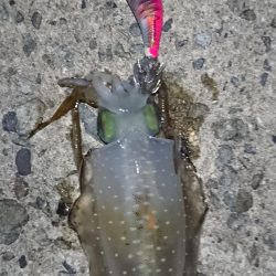 初アオリイカ釣行