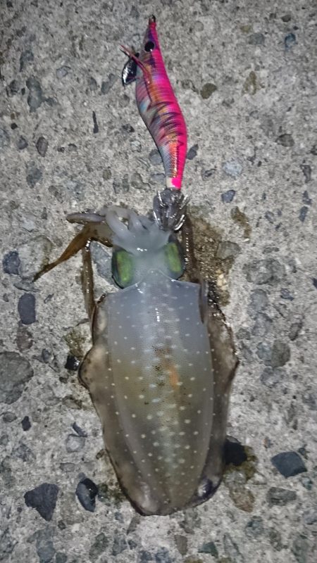 初アオリイカ釣行