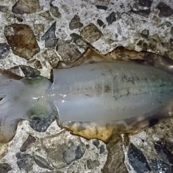 まだ少し小さいかな？