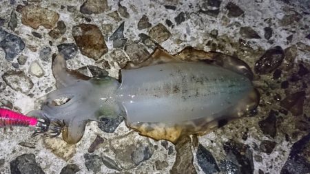 まだ少し小さいかな？