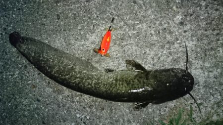 稲美町・ナマズ釣行！