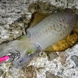 アオリサイズアップ!