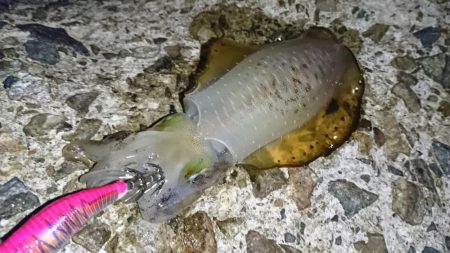 アオリサイズアップ!