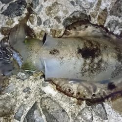 アオリイカ新子シーズン収束へ