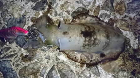 アオリイカ新子シーズン収束へ