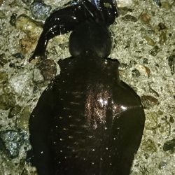 雨降る中のアオリイカ