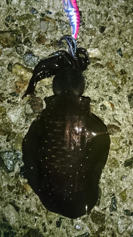 雨降る中のアオリイカ