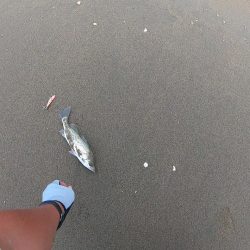 サーフフィッシング チビシーバス