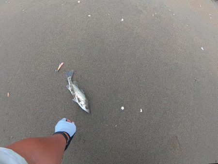 サーフフィッシング チビシーバス