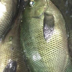 木っ葉グレばかり