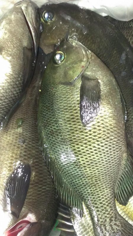 木っ葉グレばかり