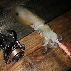 潮が動かず数が伸びない