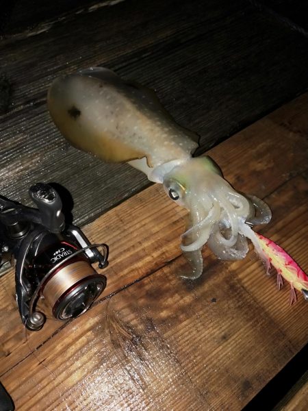 潮が動かず数が伸びない