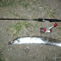 ｻｰﾍﾞﾘﾝｸﾞ