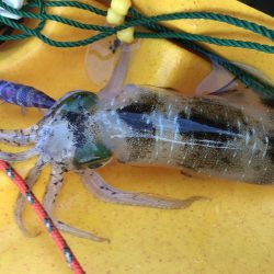 カヤックエギング