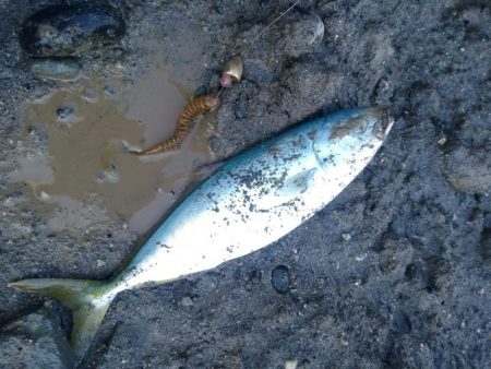 イナダが釣れた