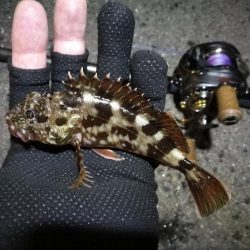 南港ヘチ釣行 (9/1 9月入りの南港ヘチ キビレチヌ、ガシラ 釣果有り)