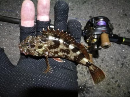 南港ヘチ釣行 （9/1 9月入りの南港ヘチ…