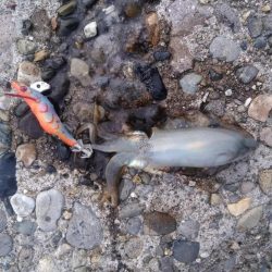 退勤フィッシング1時間　アオリイカ4杯