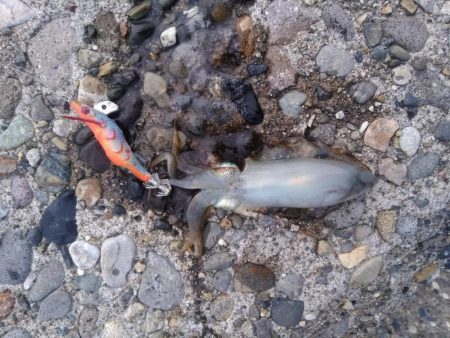 退勤フィッシング1時間　アオリイカ4杯